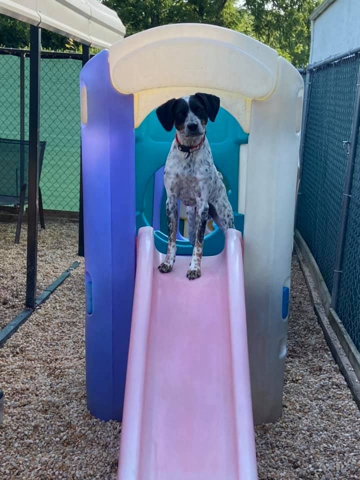 Dog Daycare and Boarding Spring City Miss Drew's Doggy Daycare