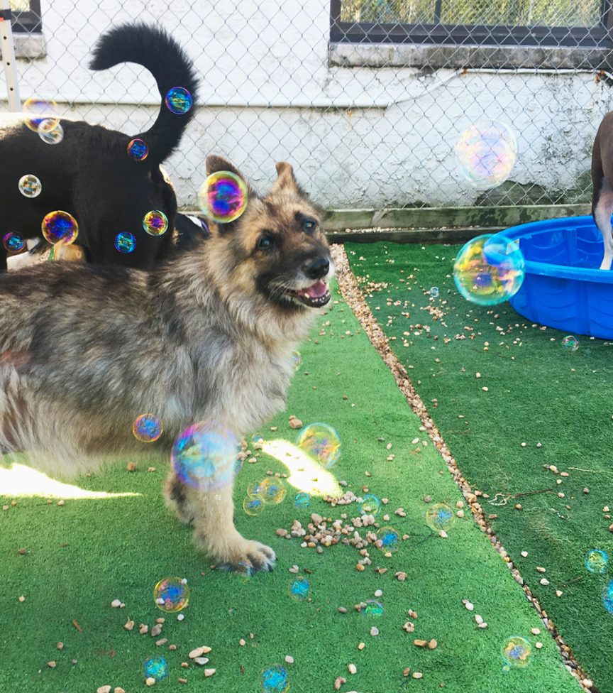 Dog Day Care | Miss Drew's Doggy Daycare Spring City