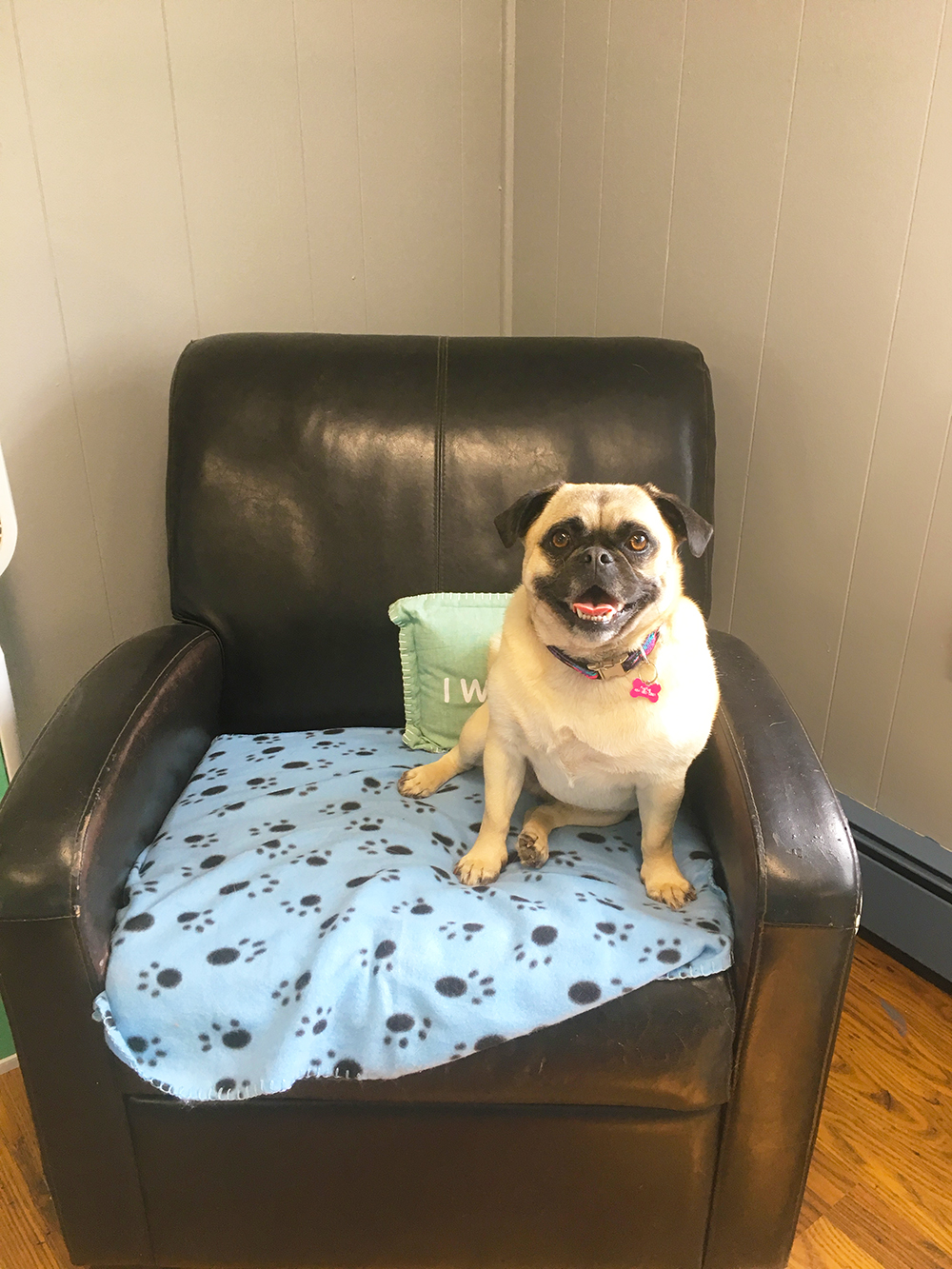 Dog Day Care | Miss Drew's Doggy Daycare Spring City