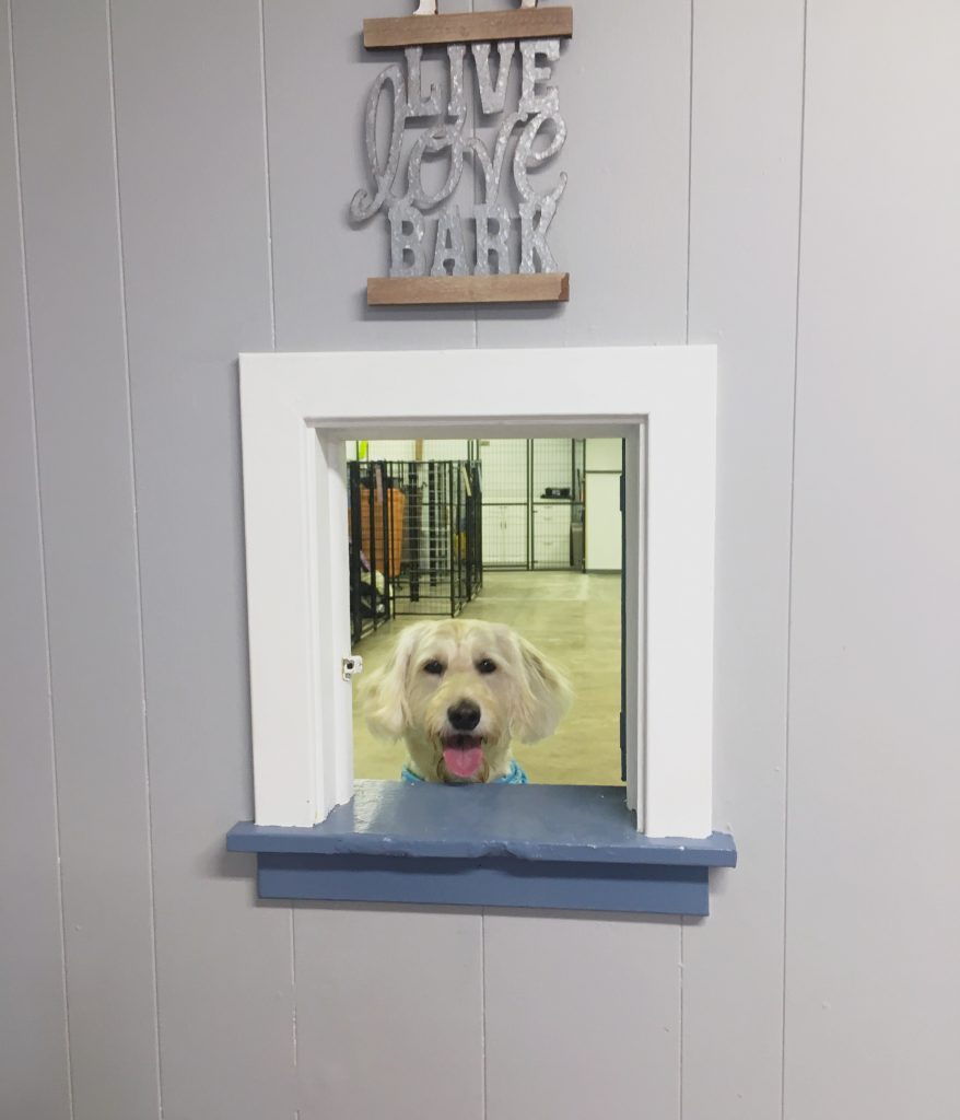 Dog Daycare and Boarding Spring City Miss Drew's Doggy Daycare